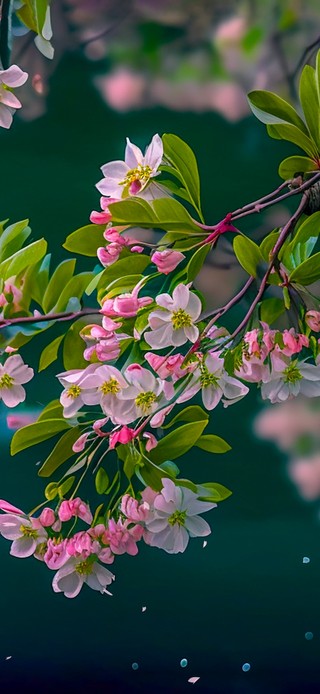 4K  春日桃花