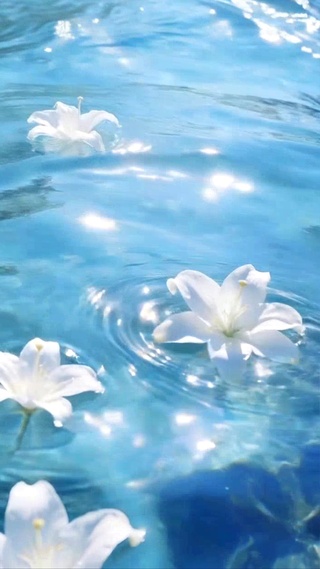 水中百合