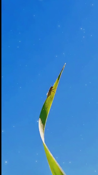 爬高高