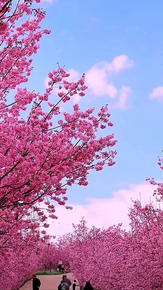 浪漫樱花