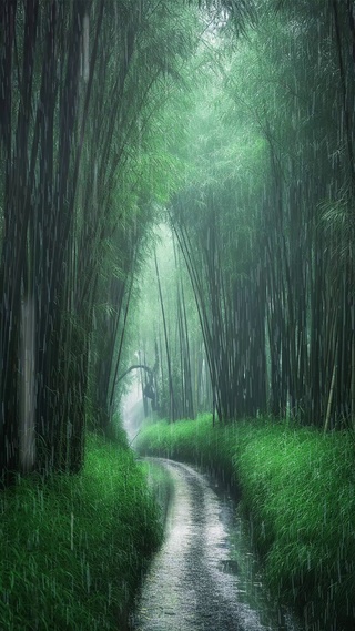 “竹海惹了细雨，浓墨染了相思。竹林听雨，品一种静，享一时闲暇，得一时幽然清绝”