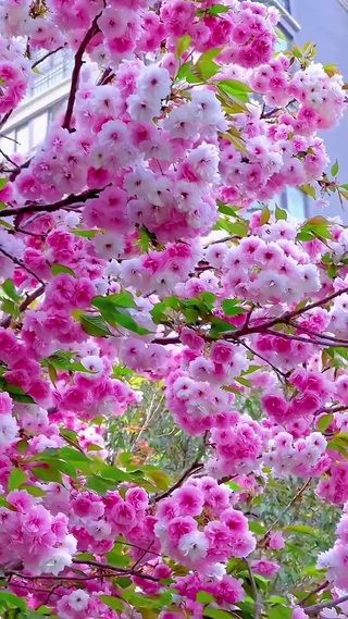 春风轻拂，樱雪纷飞