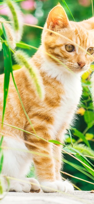 治愈可爱花丛猫咪