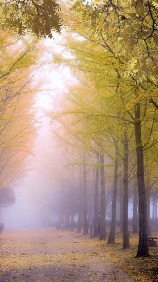 秋雨一场