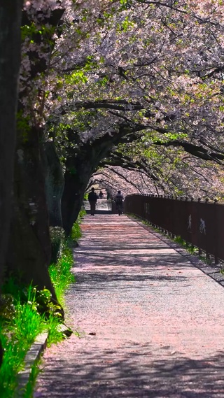 樱花小道