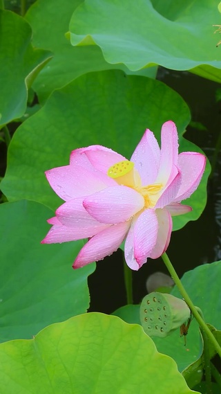 护眼绿叶荷花