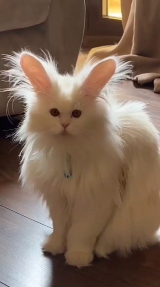 猫咪