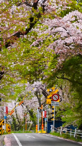 日本樱花街道