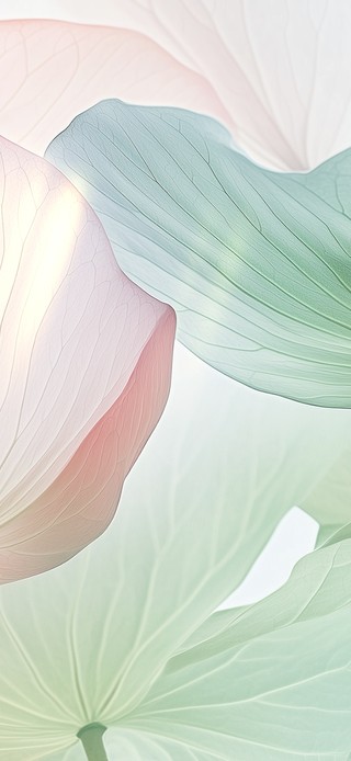 晶莹剔透的莲叶