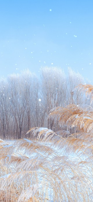 4k雪景芦苇