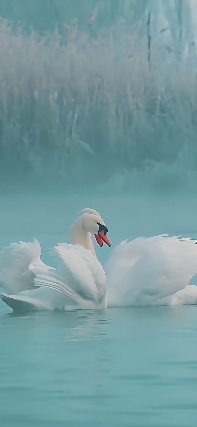 4K美丽的天鹅②