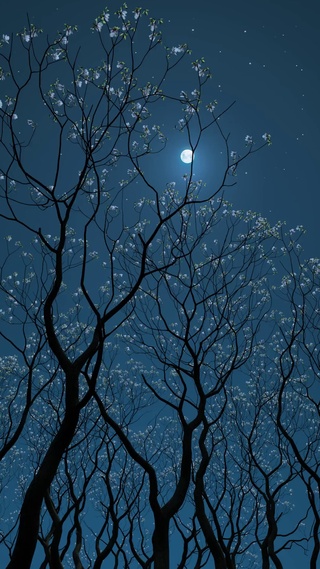 唯美夜晚