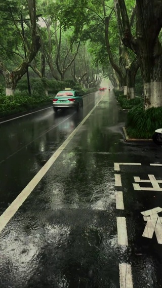 雨中梧桐大道