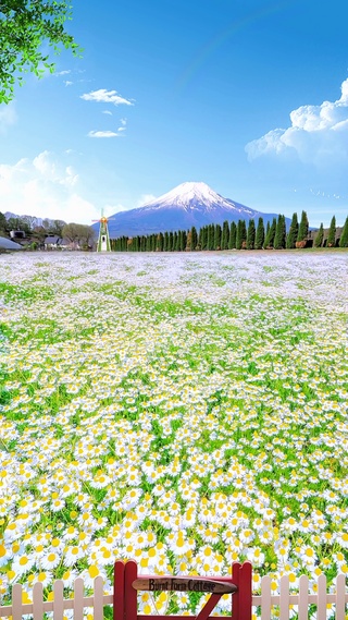 小雏菊花海