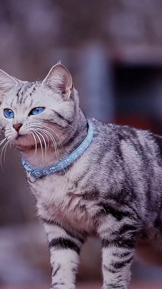 酷炫壁纸ㄧ炫酷小猫