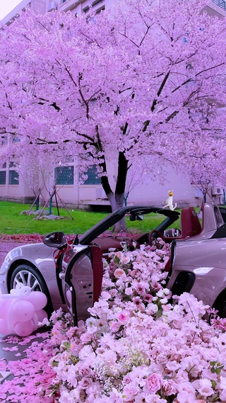 唯美樱花浪漫车