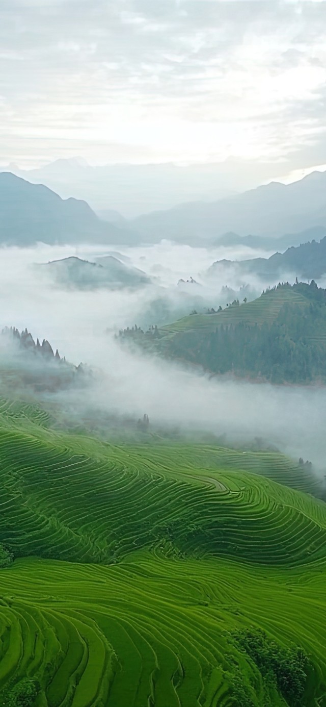 绿色护眼梯田山谷