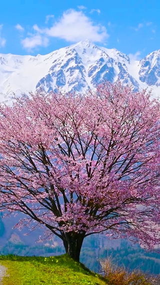 唯美雪山樱花树