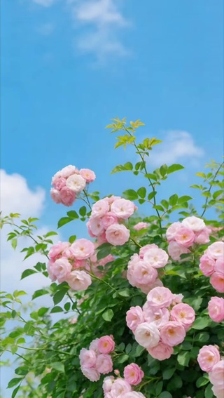 夏花漫枝