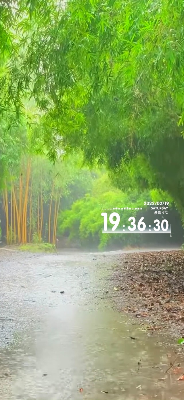 治愈护眼雨天竹林