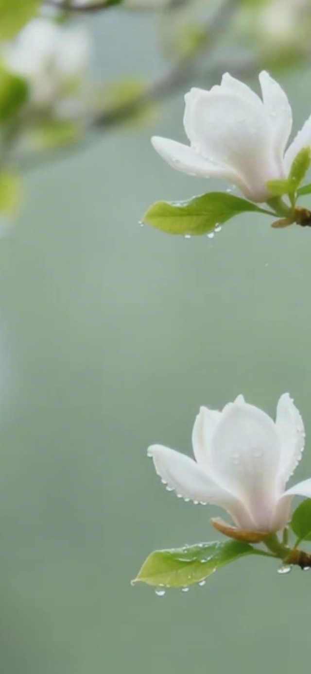 雨天玉兰