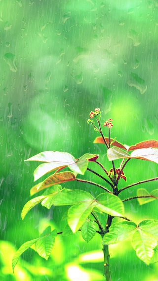 端坐窗前，小雨淅沥