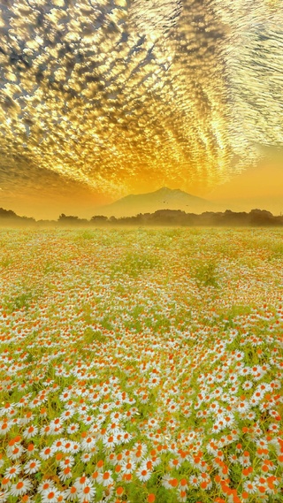 爆款雏菊花海