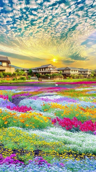 爆款晚霞花海