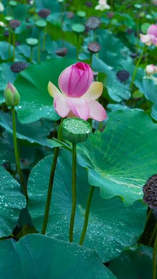 雨中绿叶荷花