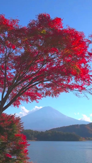 富士山壁纸 富士山手机壁纸 富士山手机动态壁纸 元气壁纸
