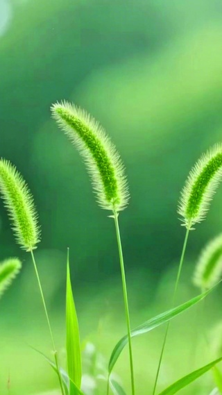治愈护眼狗尾草