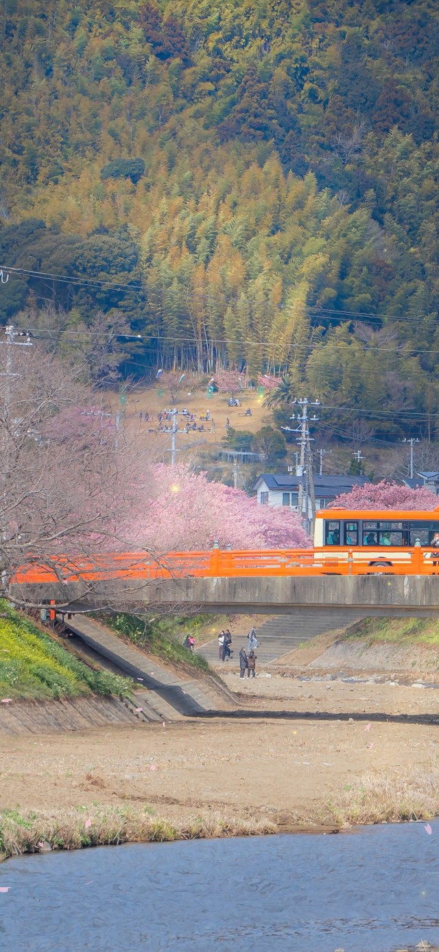 河边樱花盛开