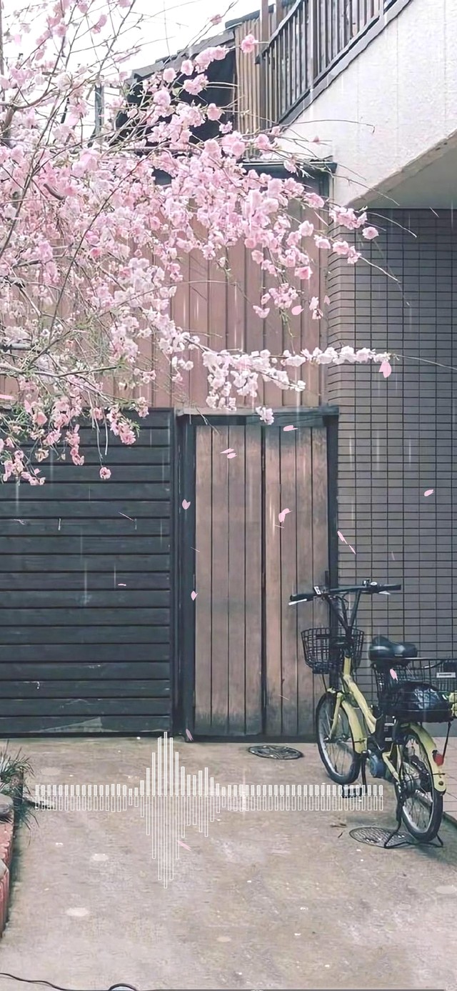 唯美樱花小院的雨天好美