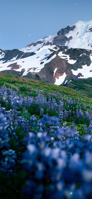 雪山下的花海
