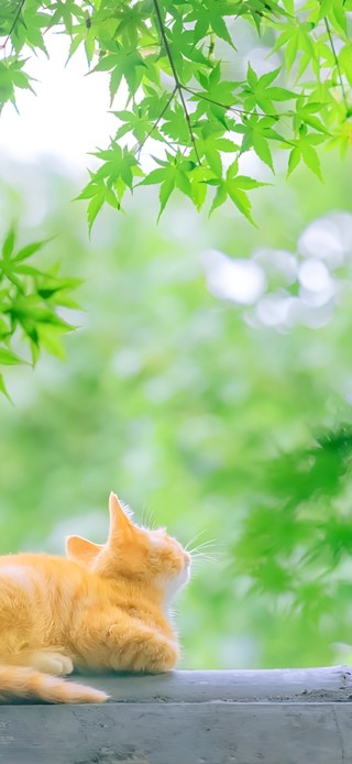 绿荫下的猫咪