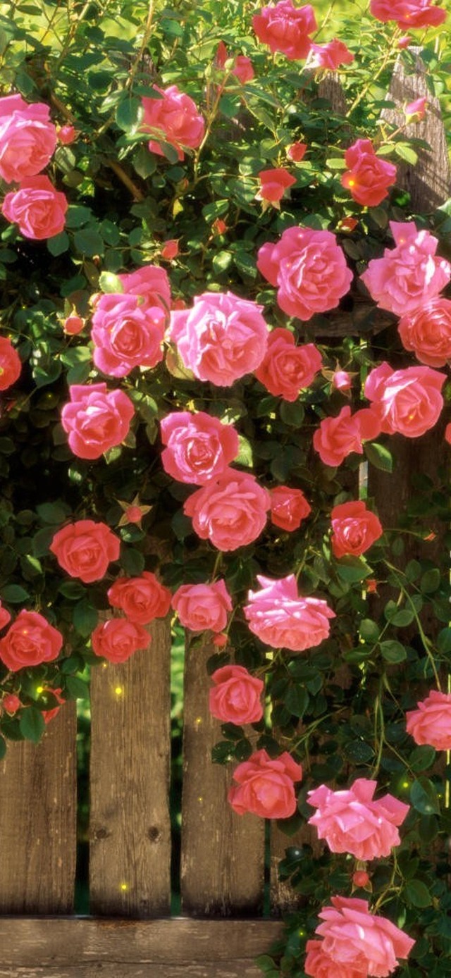 治愈玫瑰花墙