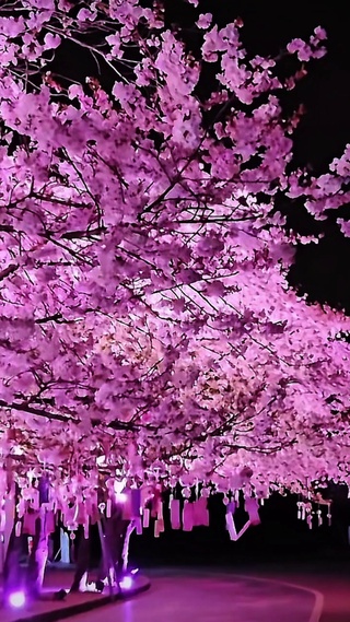 浪漫夜樱