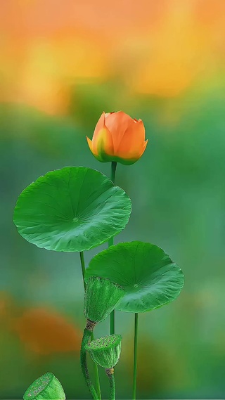 荷叶荷花4k壁纸①