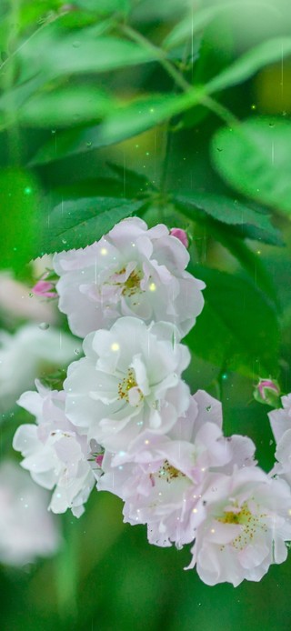 4k护眼雨天花丛