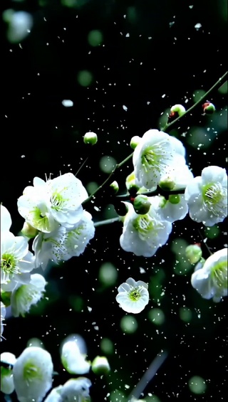 梅花爱雪