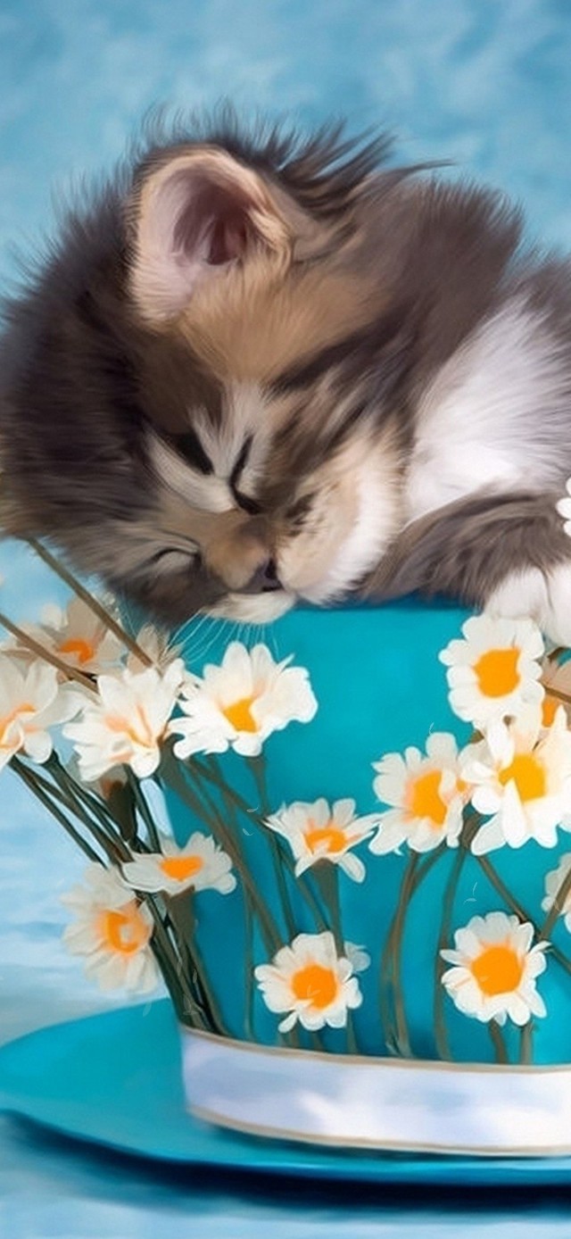 可爱猫咪