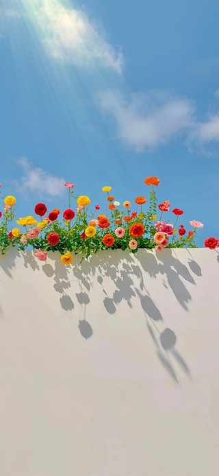 蓝天白云美丽的花朵～