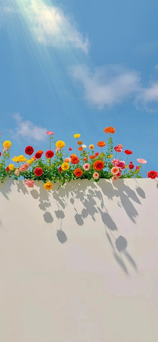 蓝天白云美丽的花朵～