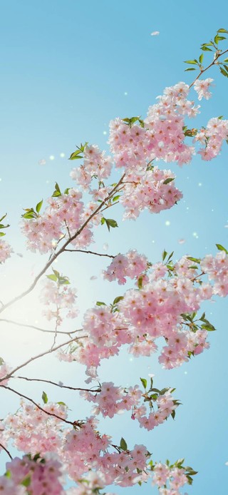 治愈唯美清新樱花落