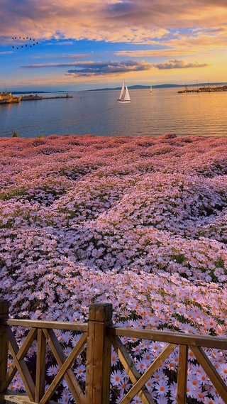 晚霞花海