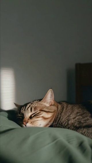 猫咪