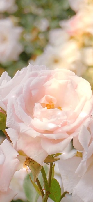 花卉