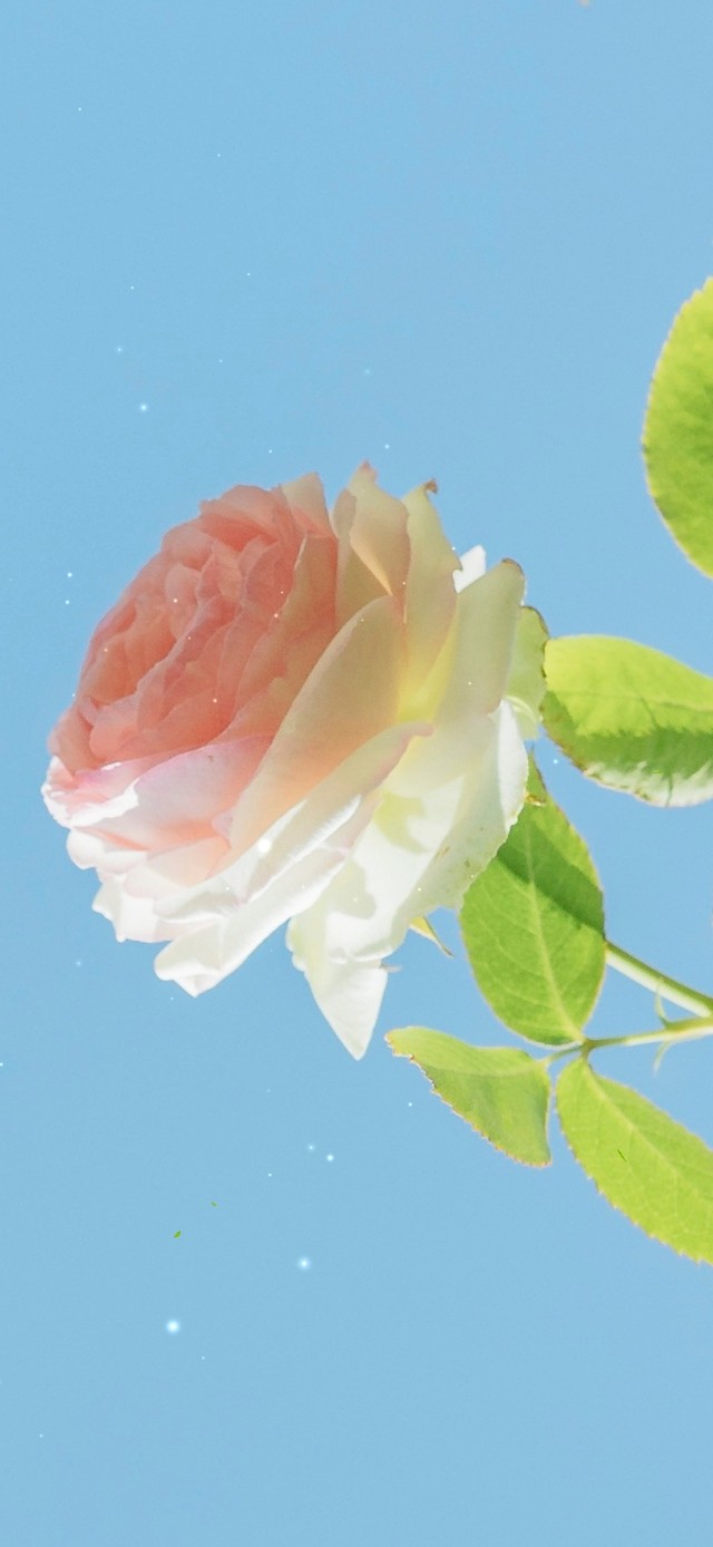 4K治愈清新夏日花朵