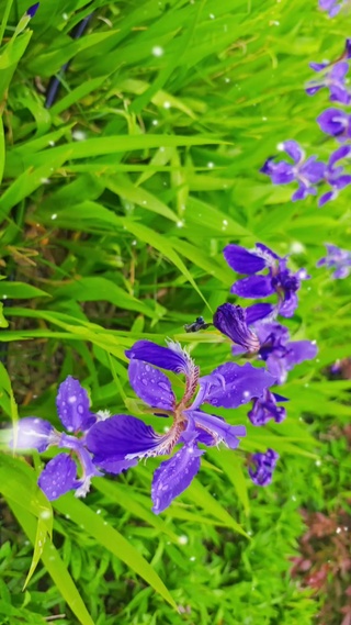 鸢尾花
