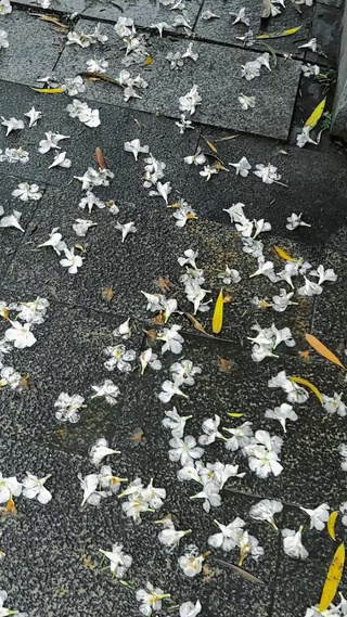 漂亮的花朵